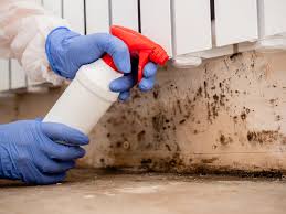 Professional Mold Prevention & Removal  in Bronson, FL